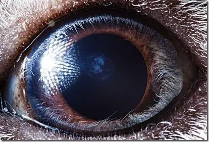 Ojos