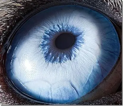 Increíble galería de ojos de animales.