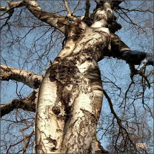 Arboles, arte natural y humano