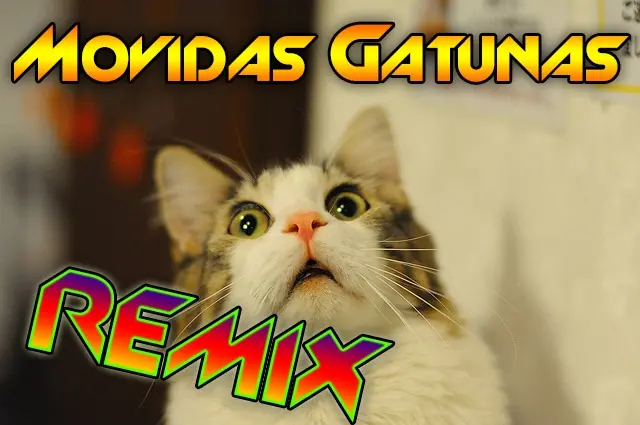 Discusión entre dos gatos, entra y ríete