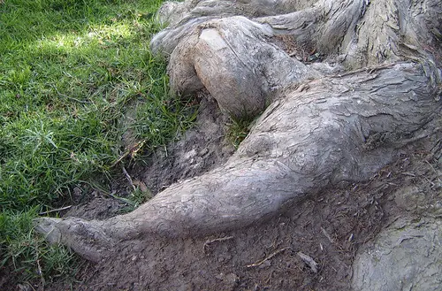 Arbol
