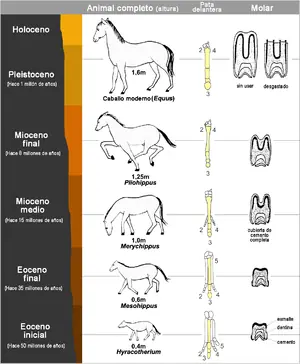 caballos