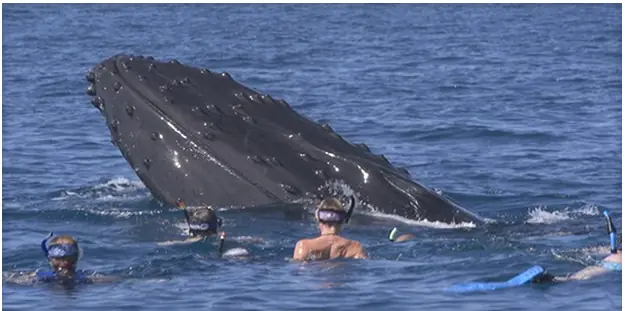 ballenas