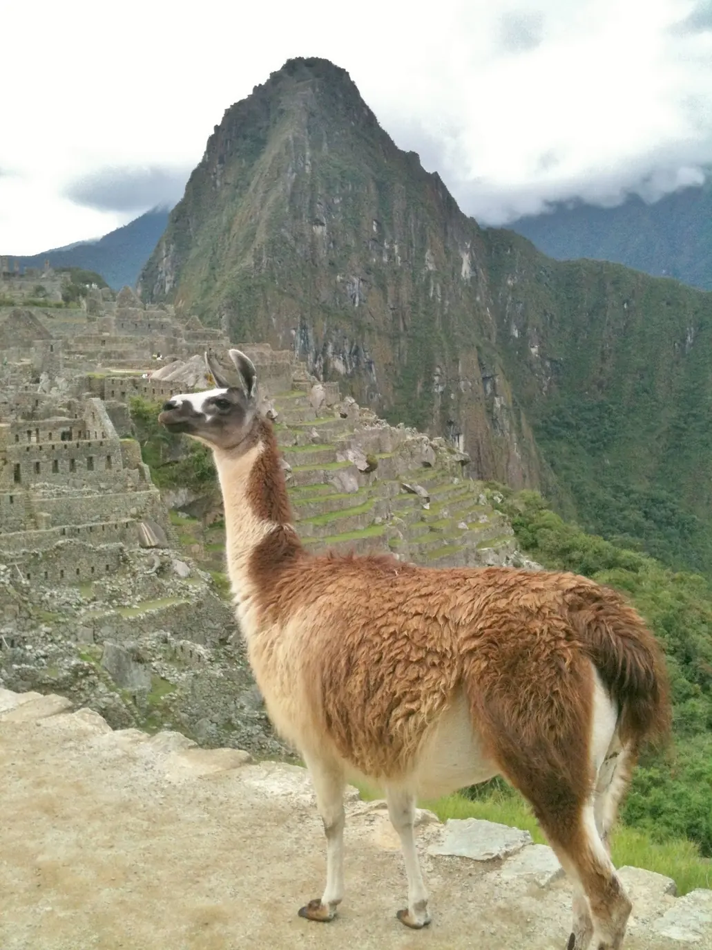 De mochilero hasta Machu Picchu 2014