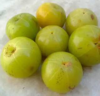grasa
