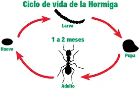 El mundo de las hormigas ,(meggaposst)