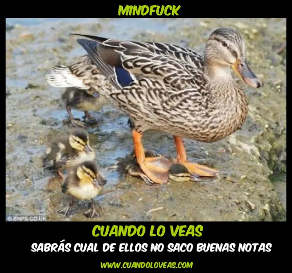 mente