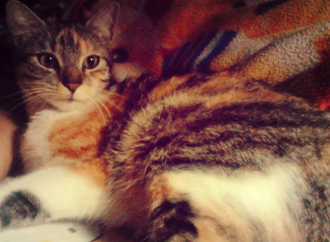 gatos