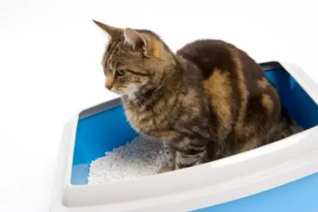 Como hacer Arena para gatos ecológica en casa