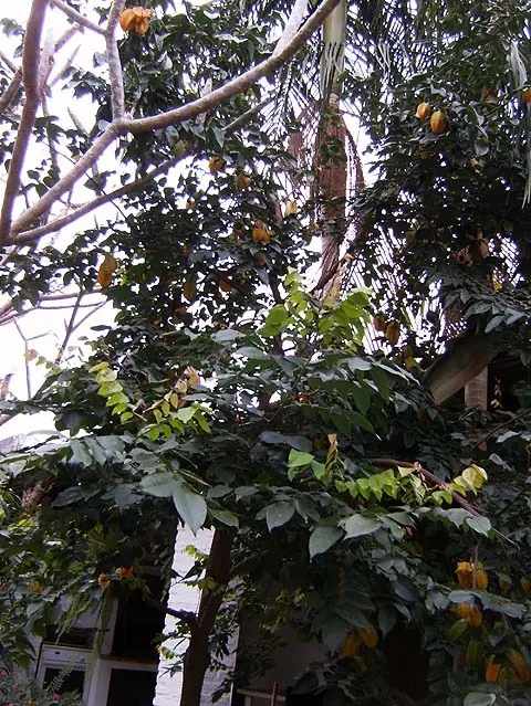 Caramba, carambola!