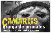suerte