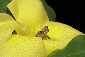 se