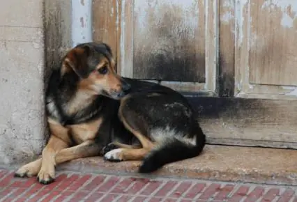 ¿Cuáles son las razas más peligrosas de perros...