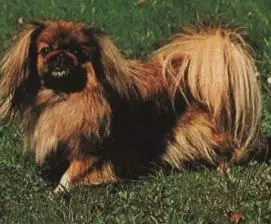 jauria
