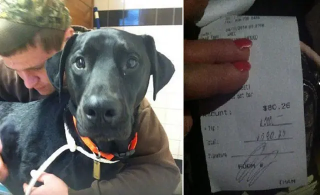 Dejan 1000 dólares de propina para operación de perro