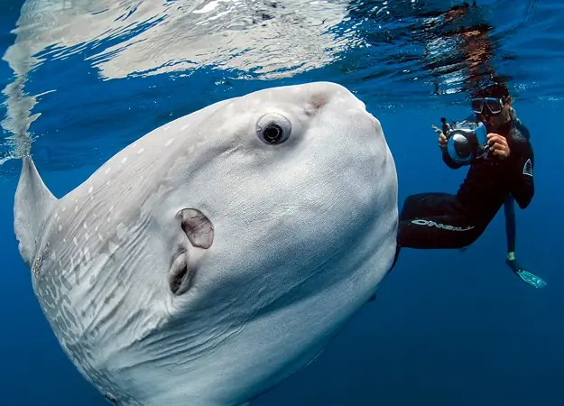 Arte, Pez Luna gigante, traseros, Piernas