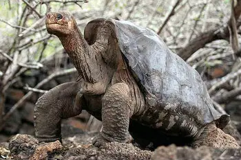 Animales que desaparecieron sin dejar huella