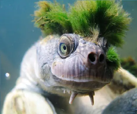 tortuga