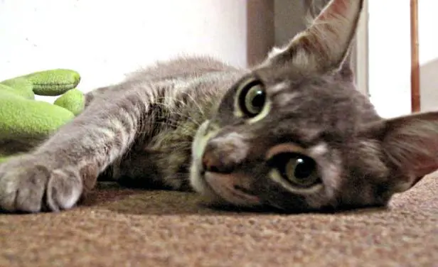 Los gatos fueron domesticados hace 5.300 años.