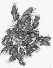 ratas