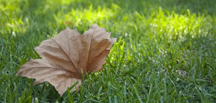 6 curiosos beneficios del otoño