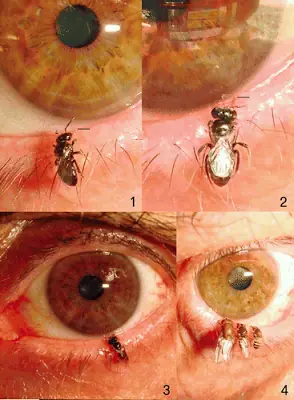 Abejas que beben lágrimas y sudor humanos