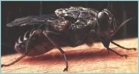 Mosquitos y Moscas (Peligros)