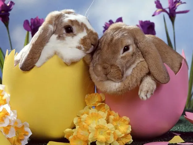 huevos