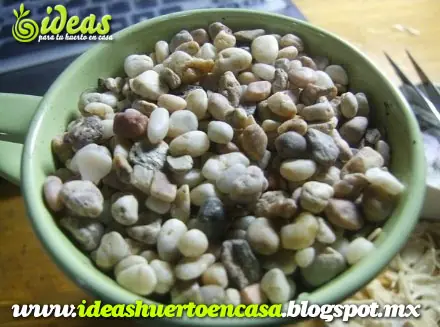 Germinacion