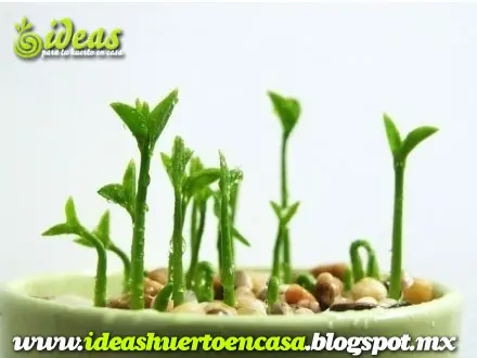 ideas huerto en casa