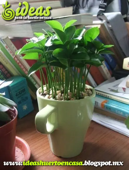 Reciclando limones: Plantando sus semillas.