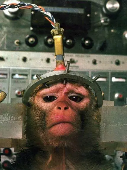 Experimentación con animales