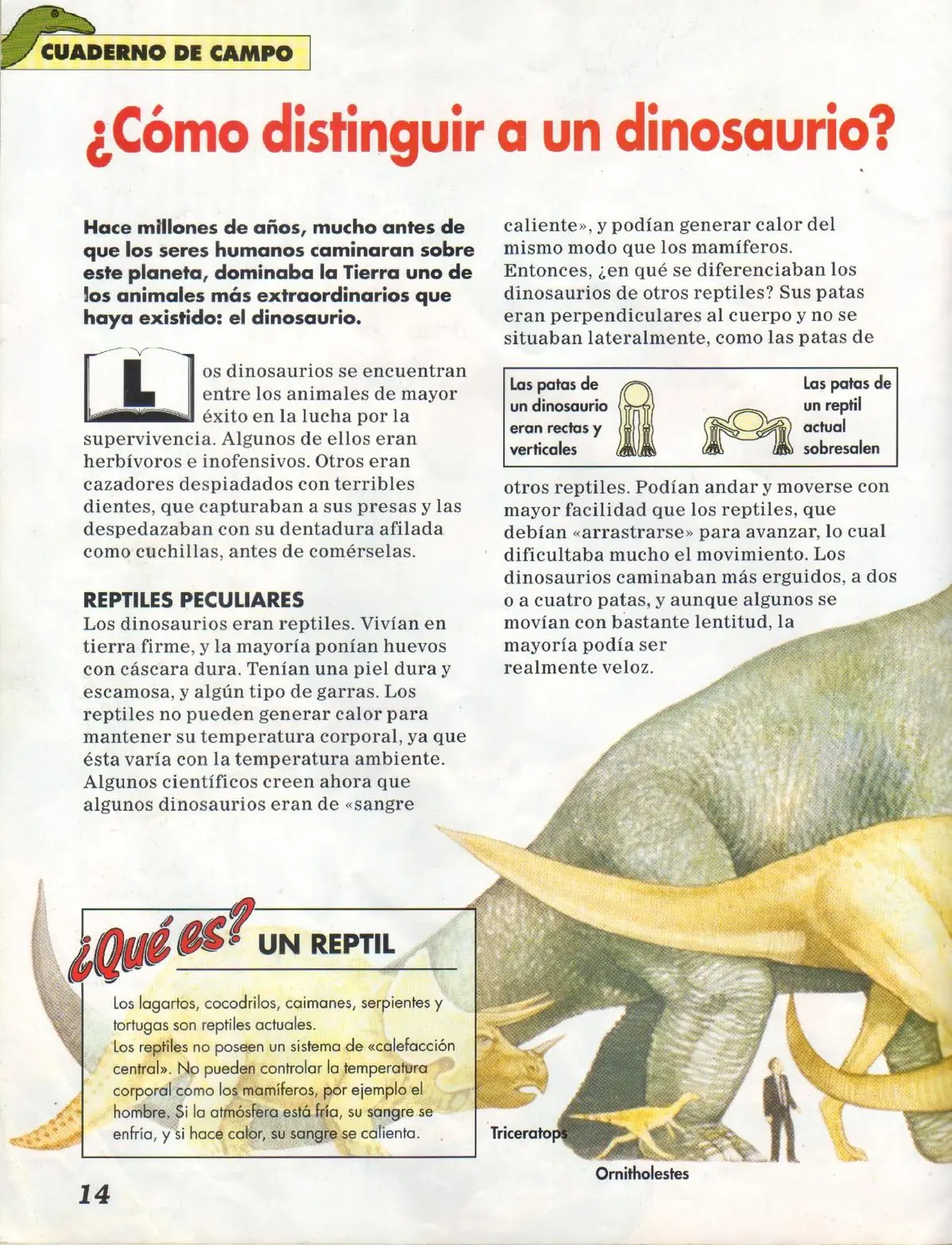 reptil