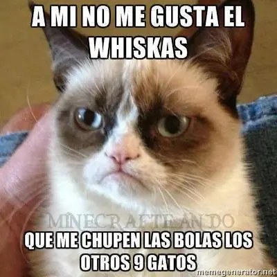 gato