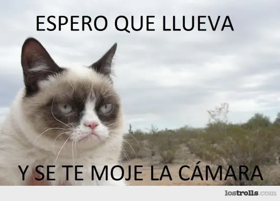 Grumpy cat, el gato mala onda!
