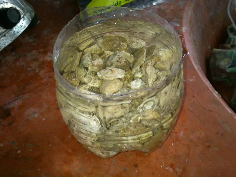 escorpion