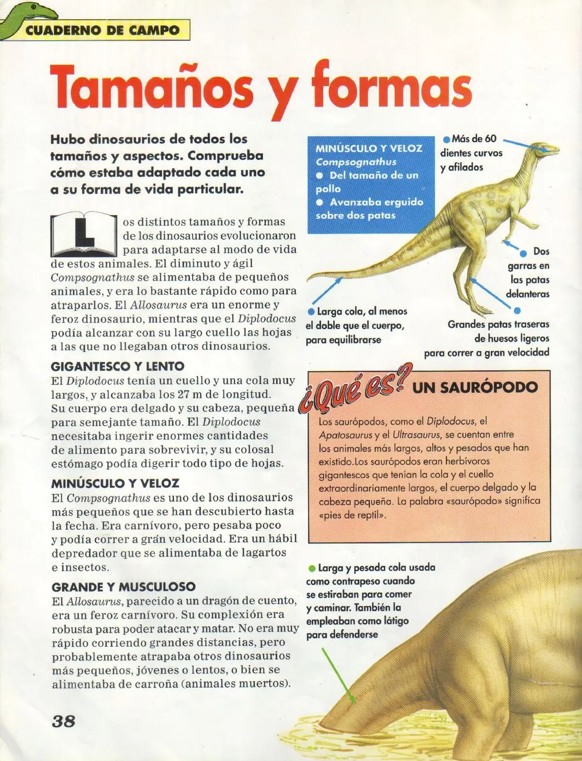 Tiranosaurio Rex
