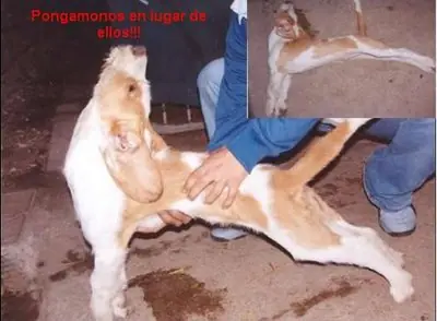 Matanza & Tortura de animales (Imagenes Fuertes) :(