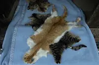 Animales