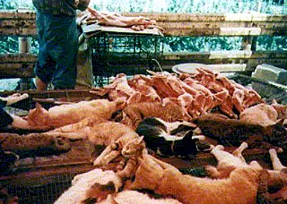 matanza