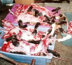 Animales
