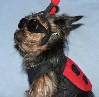 los perros están humanizándose