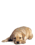 Les