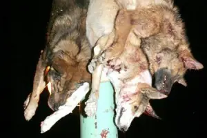 Animales