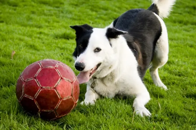 20 cosas que no sabias sobre los perros, los tuyos