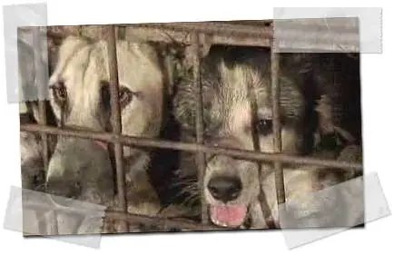 Matanza & Tortura de animales (Imagenes Fuertes) :(