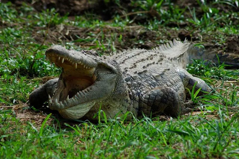 reptiles