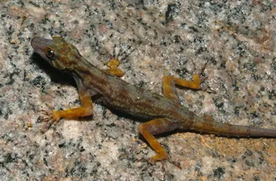 animales raros