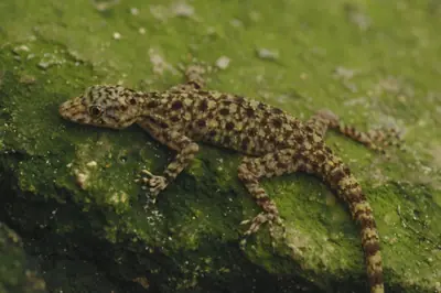 nuevas especies