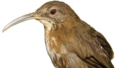 animales exoticos